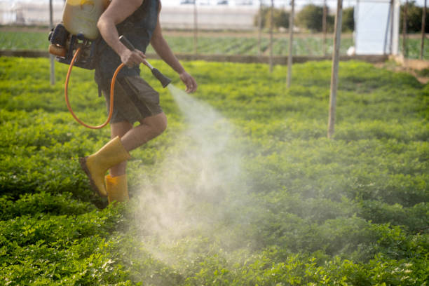 Best Pest Removal Services  in St Pete Beach, FL